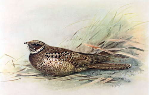 Jamaican poorwill